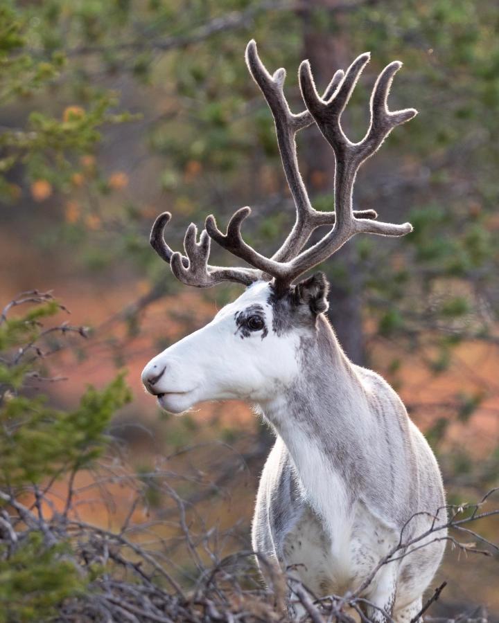 Lapland Dream Villas Rauhala Eksteriør billede